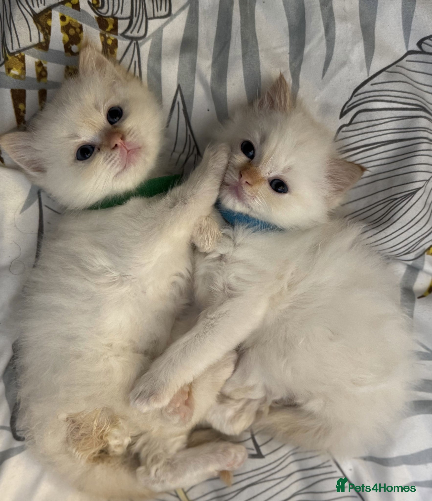 Ragdoll cats 2 Flame point ragdoll boys  - Advert 10