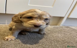 Cockapoo dogs for sale: 2 Beautiful Cockapoos! - Advert 2