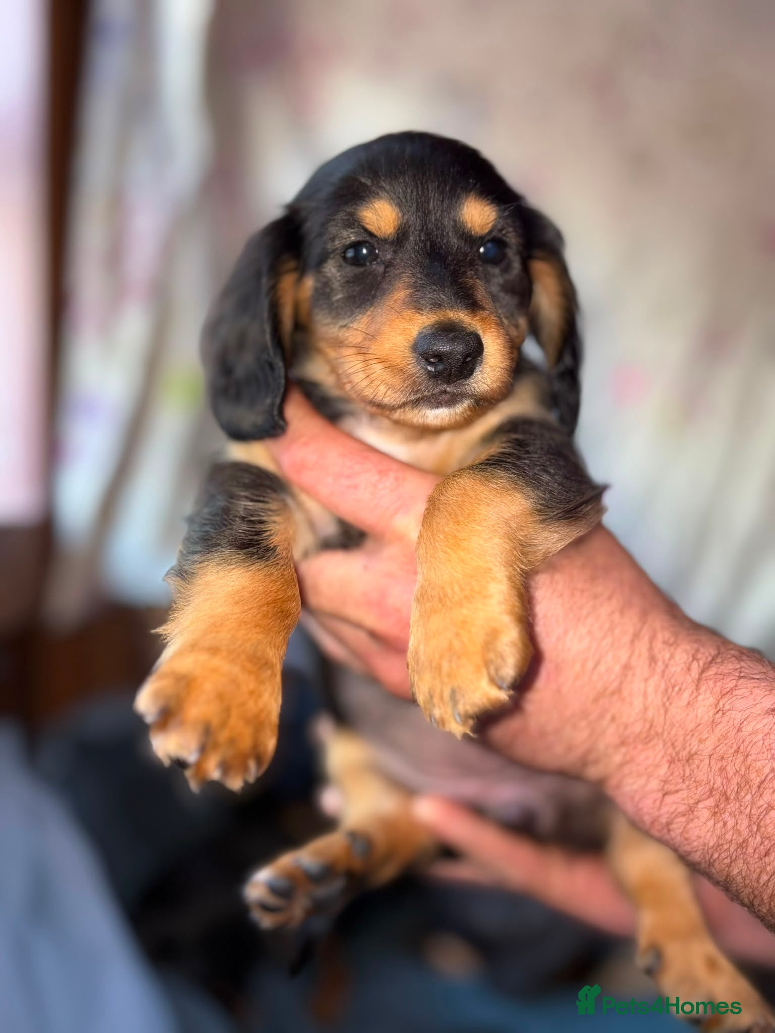 Dachshund dogs for sale: Daschounds LONG AND SHORT HAIRED  - Advert 13