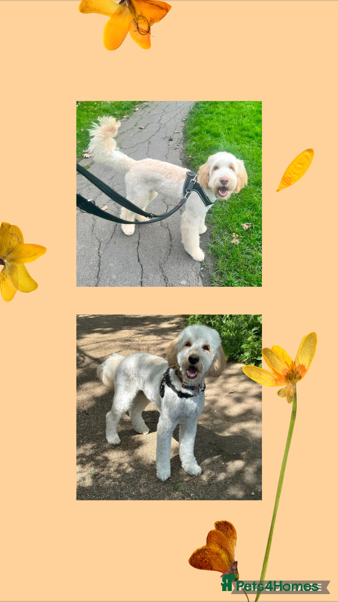 Mixed Breed dogs for sale: Multigeneration Cream/Apricot Double Doodles  - Advert 11