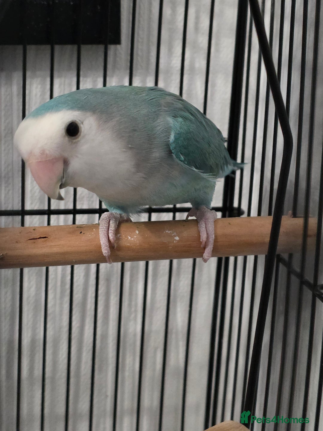 Lovebirds birds for sale: Lovebird For Sale with cage Bargain - Advert 2