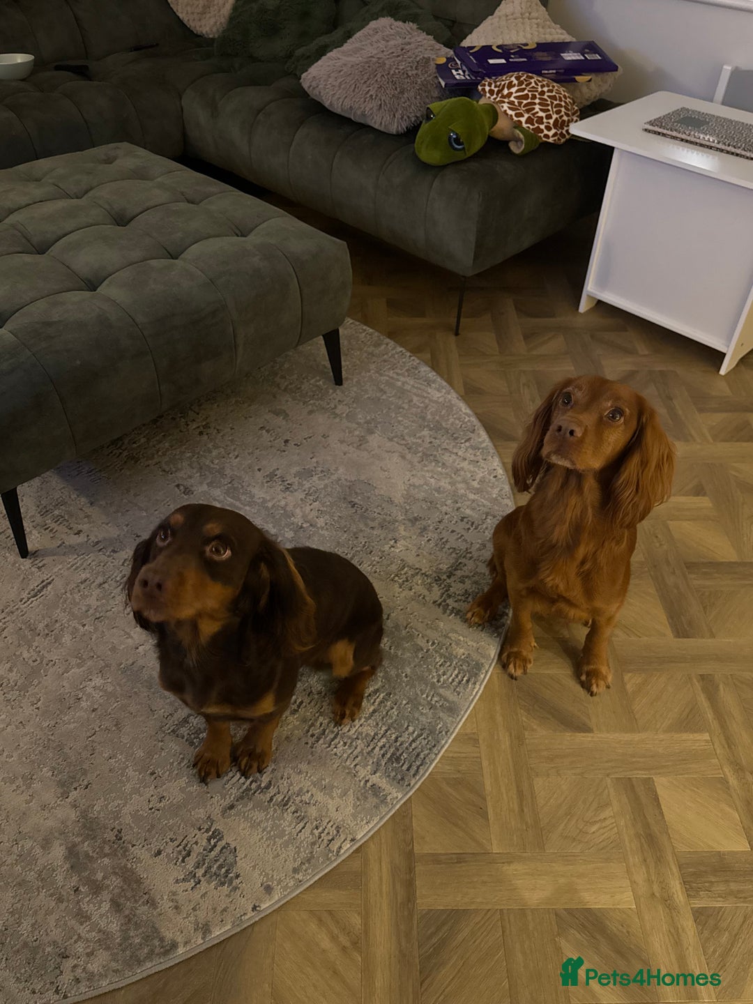 Cocker Spaniel dogs for sale: Working cocker Female Puppy  - Advert 3