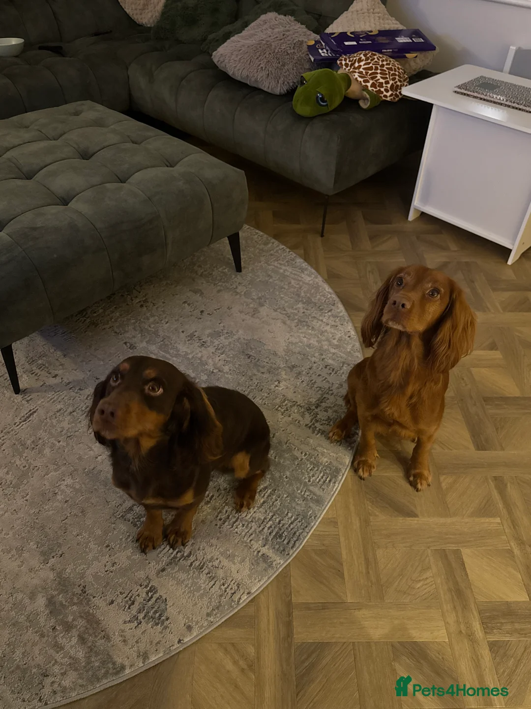 Cocker Spaniel dogs for sale: Working cocker Female Puppy  - Advert 2