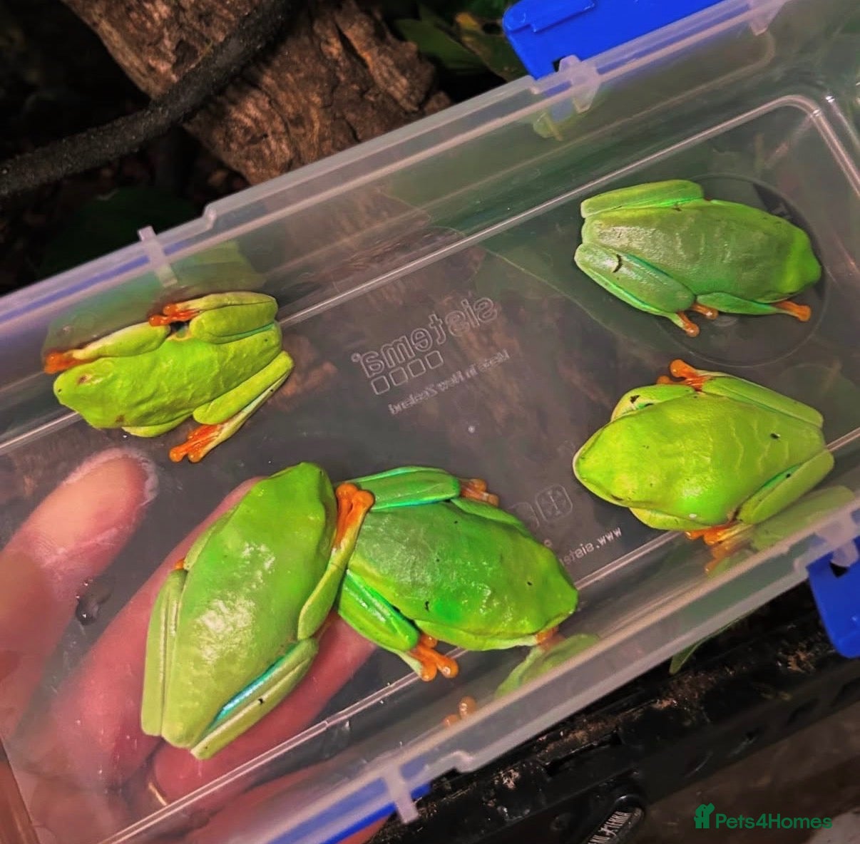 Frog reptiles Red eye tree frogs  - Advert 2