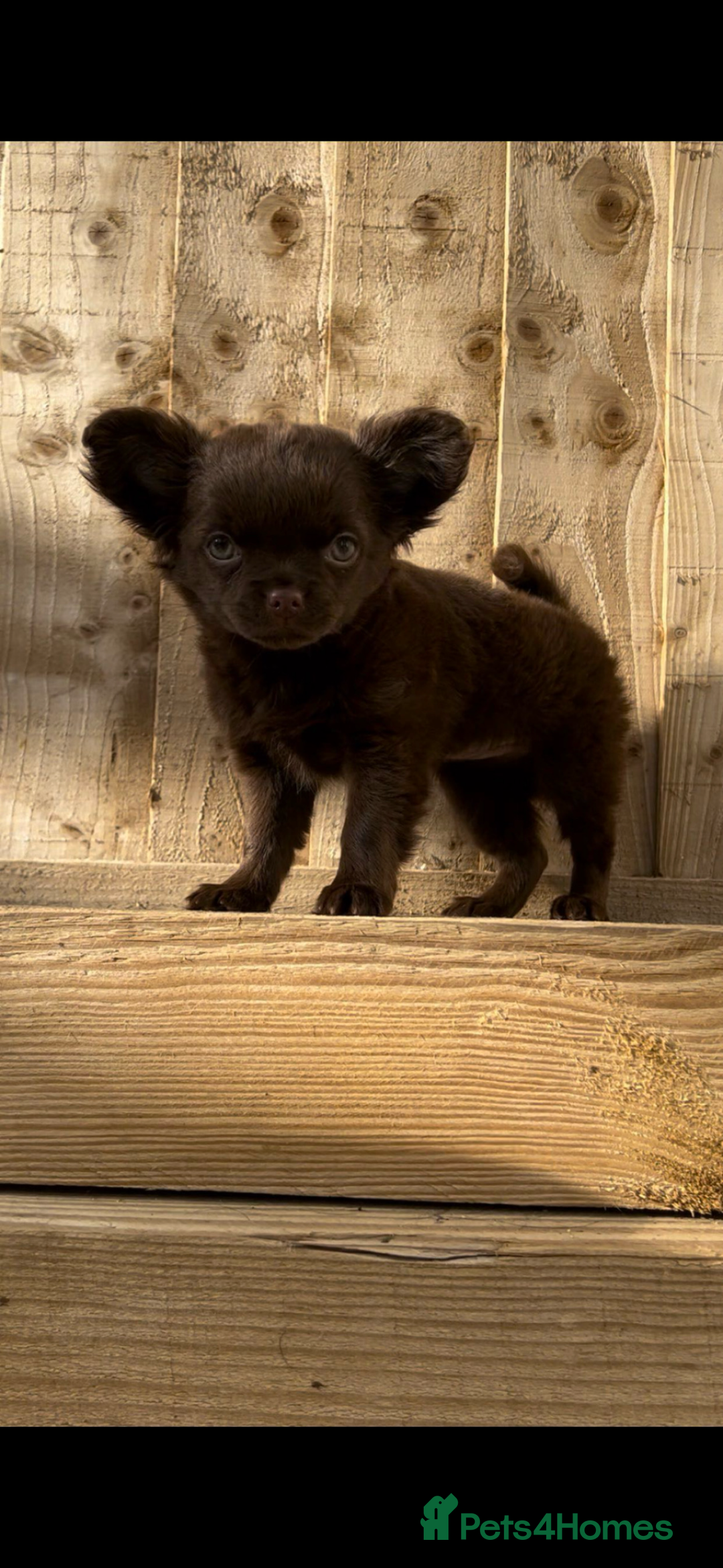 Chihuahua dogs for sale: Chihuahua puppies available on  ** s  - Advert 25