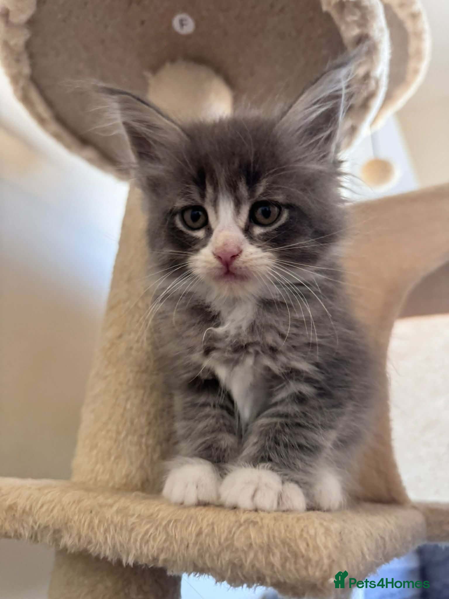 Maine Coon cats Beautifull Maine Coon kittens - Advert 1