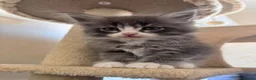 Maine Coon cats for sale: Beautifull Maine Coon kittens in Edinburgh - Advert 1
