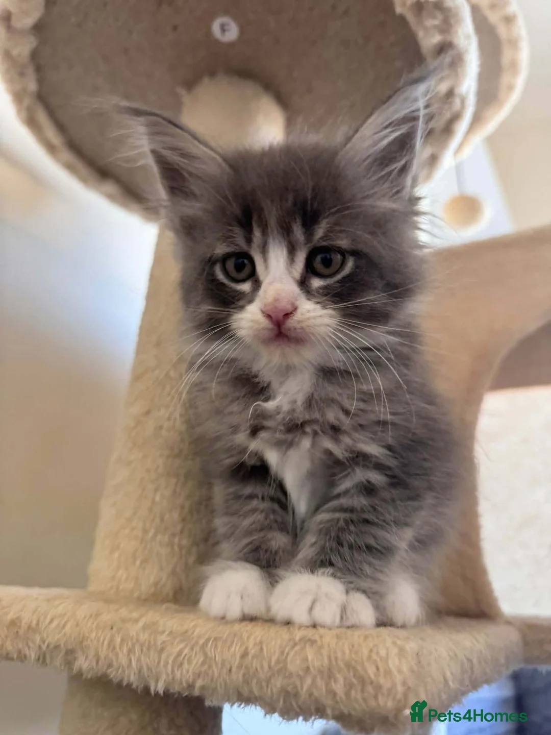 Maine Coon cats for sale: Beautifull Maine Coon kittens in Edinburgh - Advert 1