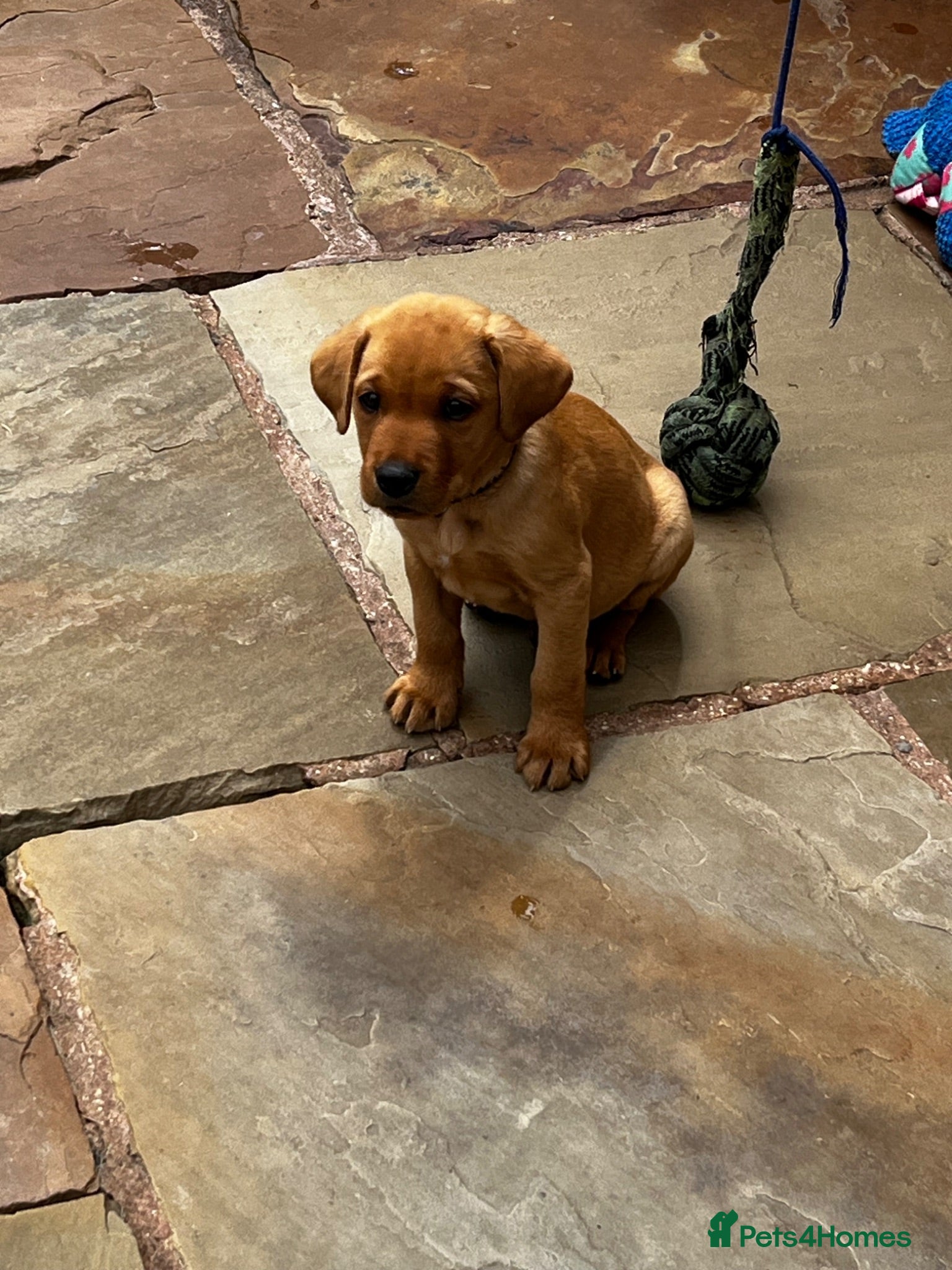Labrador Retriever dogs Beautiful Labrador puppies - Advert 1