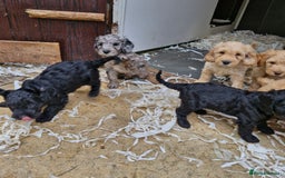 Cockapoo dogs for sale: Cockapoo puppies  - Image 6