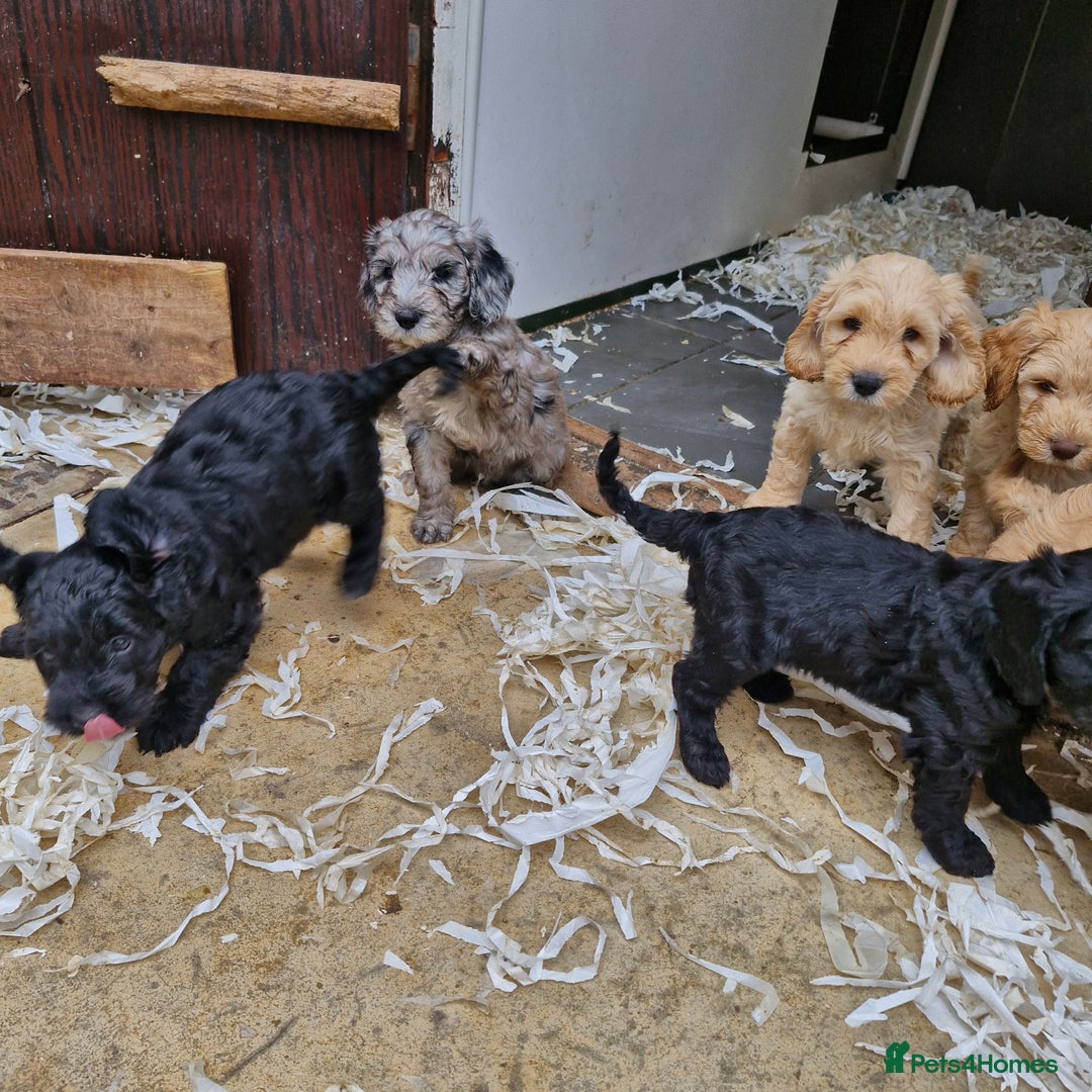 Cockapoo dogs for sale: Cockapoo puppies  - Image 6
