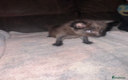 Mixed Breed cats for sale: 5 beautiful kittens mother part ragdoll - Image 17