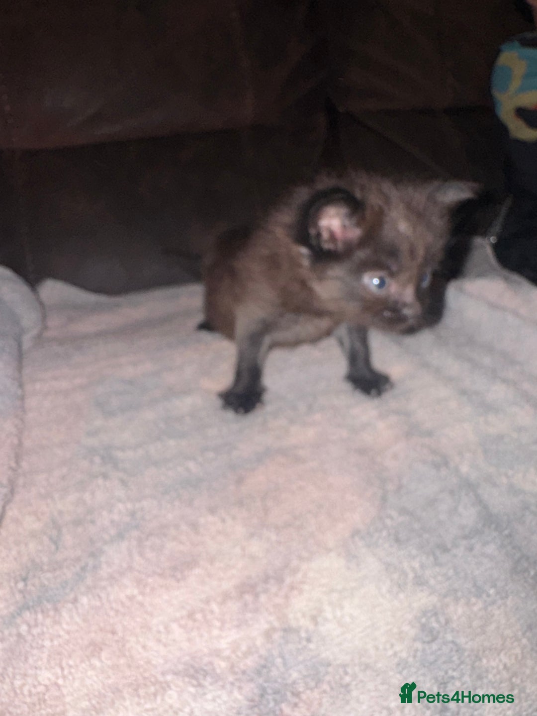 Mixed Breed cats for sale: 5 beautiful kittens mother part ragdoll - Image 17