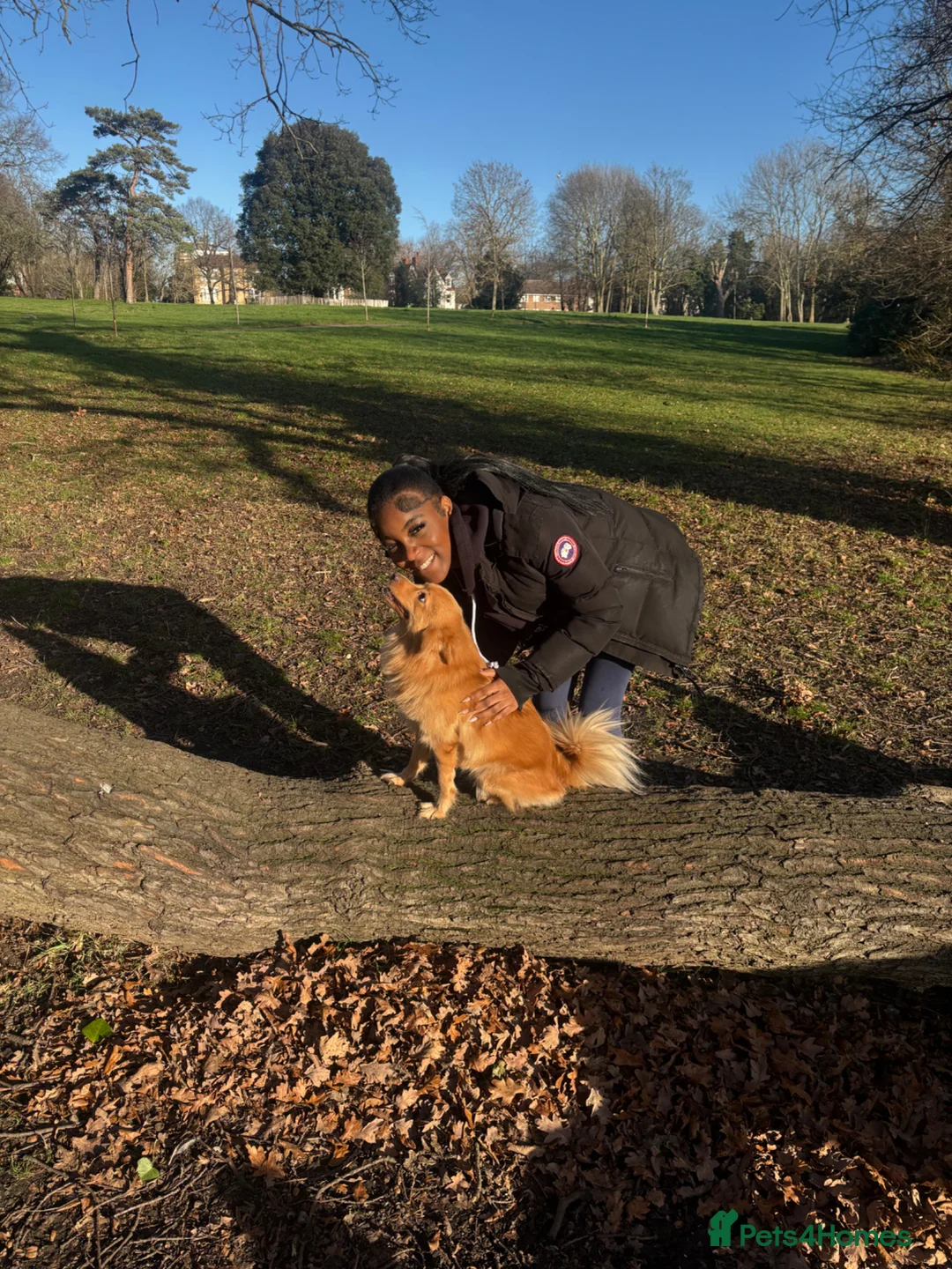 Pomsky dogs for stud:     Gorgeous Pomeranian Girl for Stud in London - Advert 1