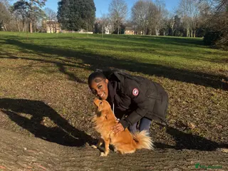 Pomsky dogs Gorgeous Pomeranian Girl for Stud - Advert 1