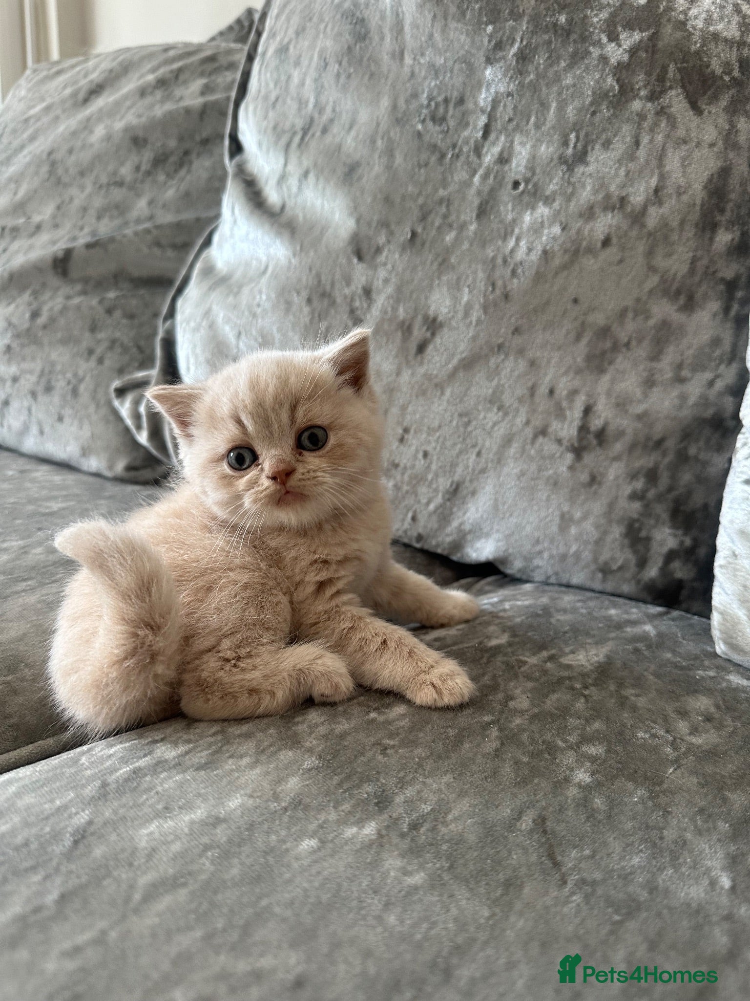Scottish Fold cats 🦉Scottish Fold & Scottish Straights TICA REG🦉 - Advert 2
