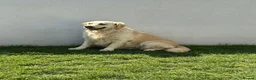 Golden Retriever dogs for sale: Cream female  - Advert 3