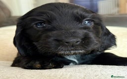 Cocker Spaniel dogs for sale: KC Reg Show cocker spaniel pups - Image 8