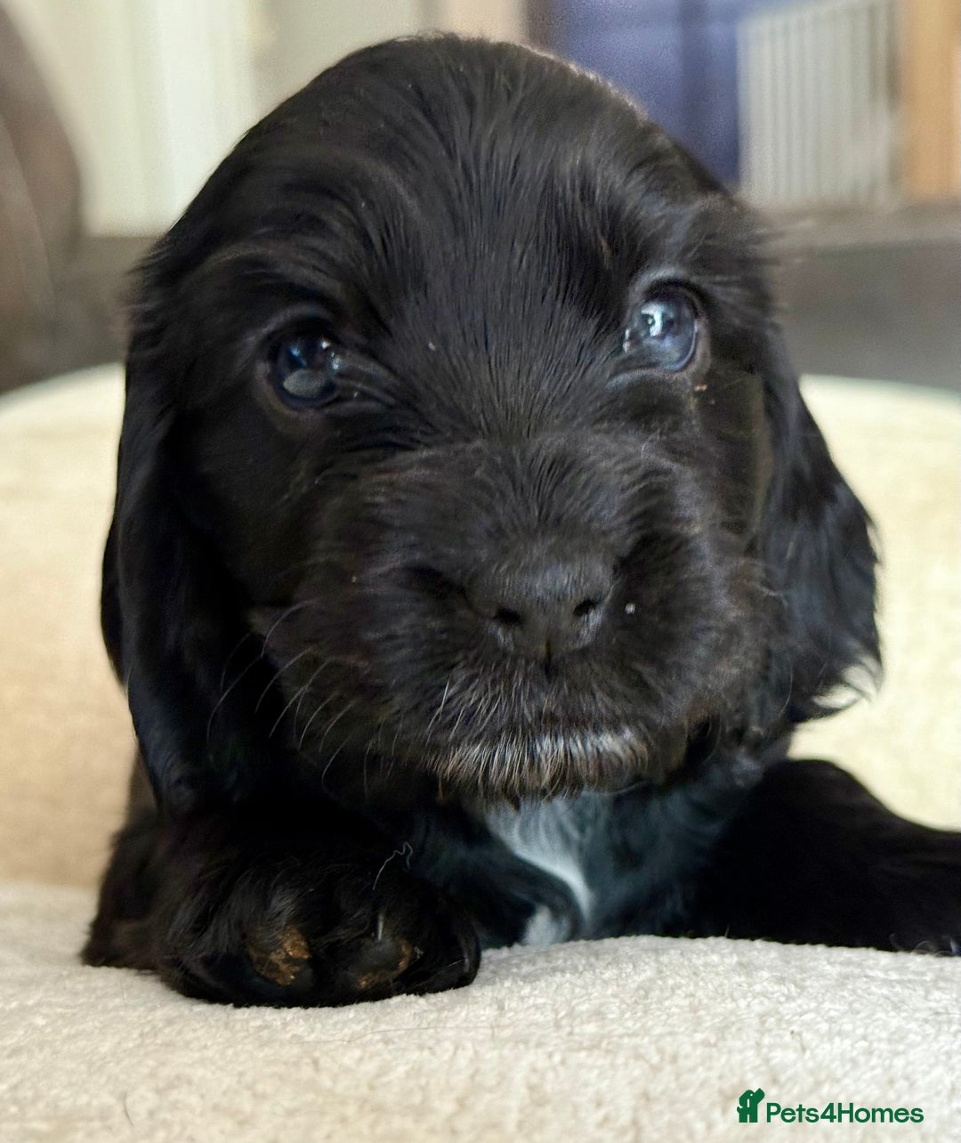 Cocker Spaniel dogs for sale: KC Reg Show cocker spaniel pups - Image 8