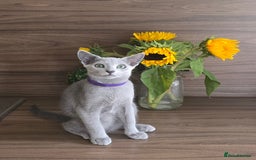 Russian Blue cats for sale: Russian Blue kittens Tica registered  - Image 16