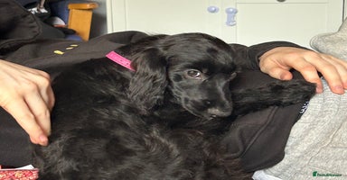 Cockapoo dogs in Northampton - Advert 3