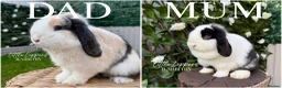 Mini Lop rabbits for sale: One Male One Female Mini Lop Babies to reserve now - Advert 9