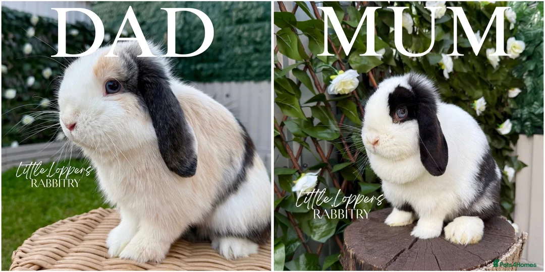 Mini Lop rabbits for sale: One Male One Female Mini Lop Babies to reserve now - Advert 9