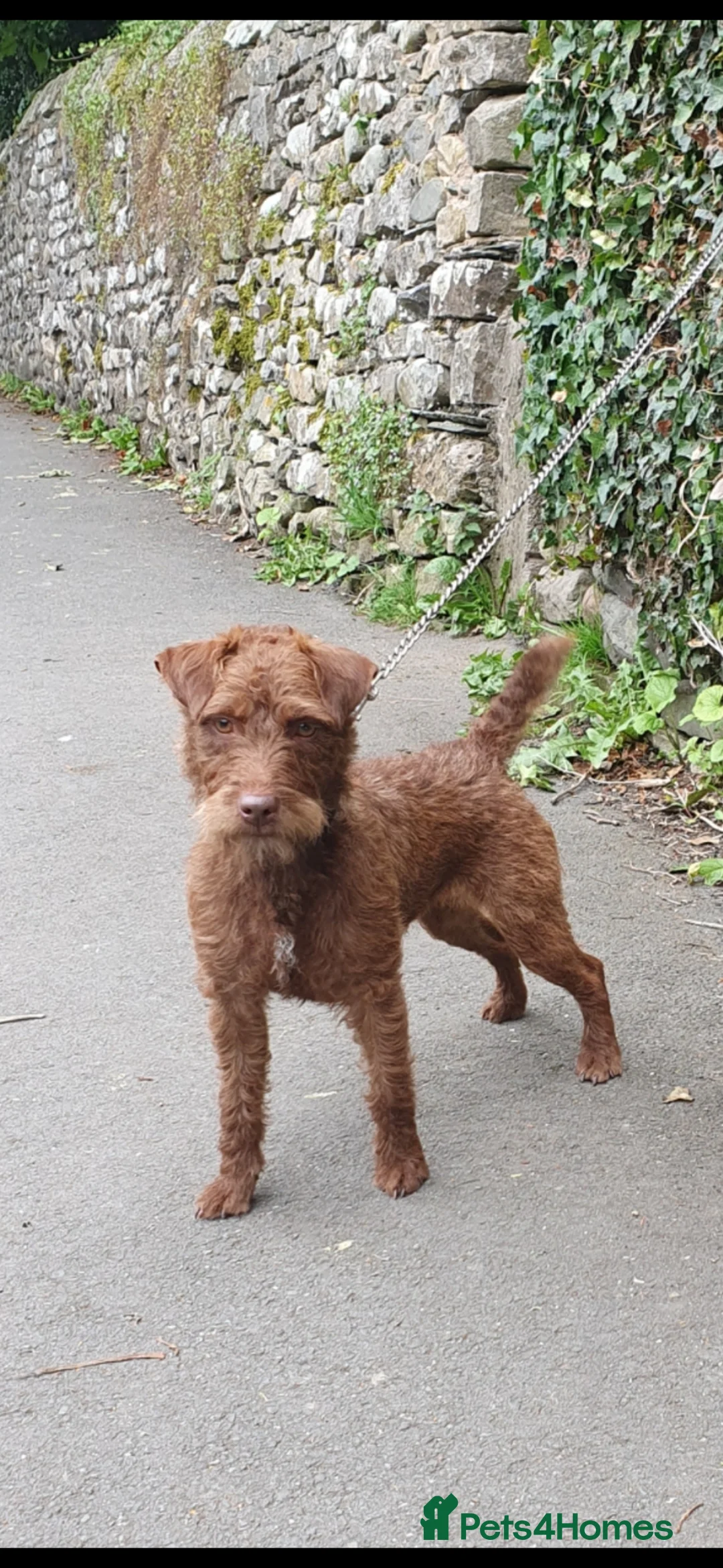 Patterdale Terrier dogs for sale: Patterdale pup - Advert 1