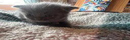 British Shorthair cats for sale: Rare Grey/ginger tortoiseshell kittens - Advert 14