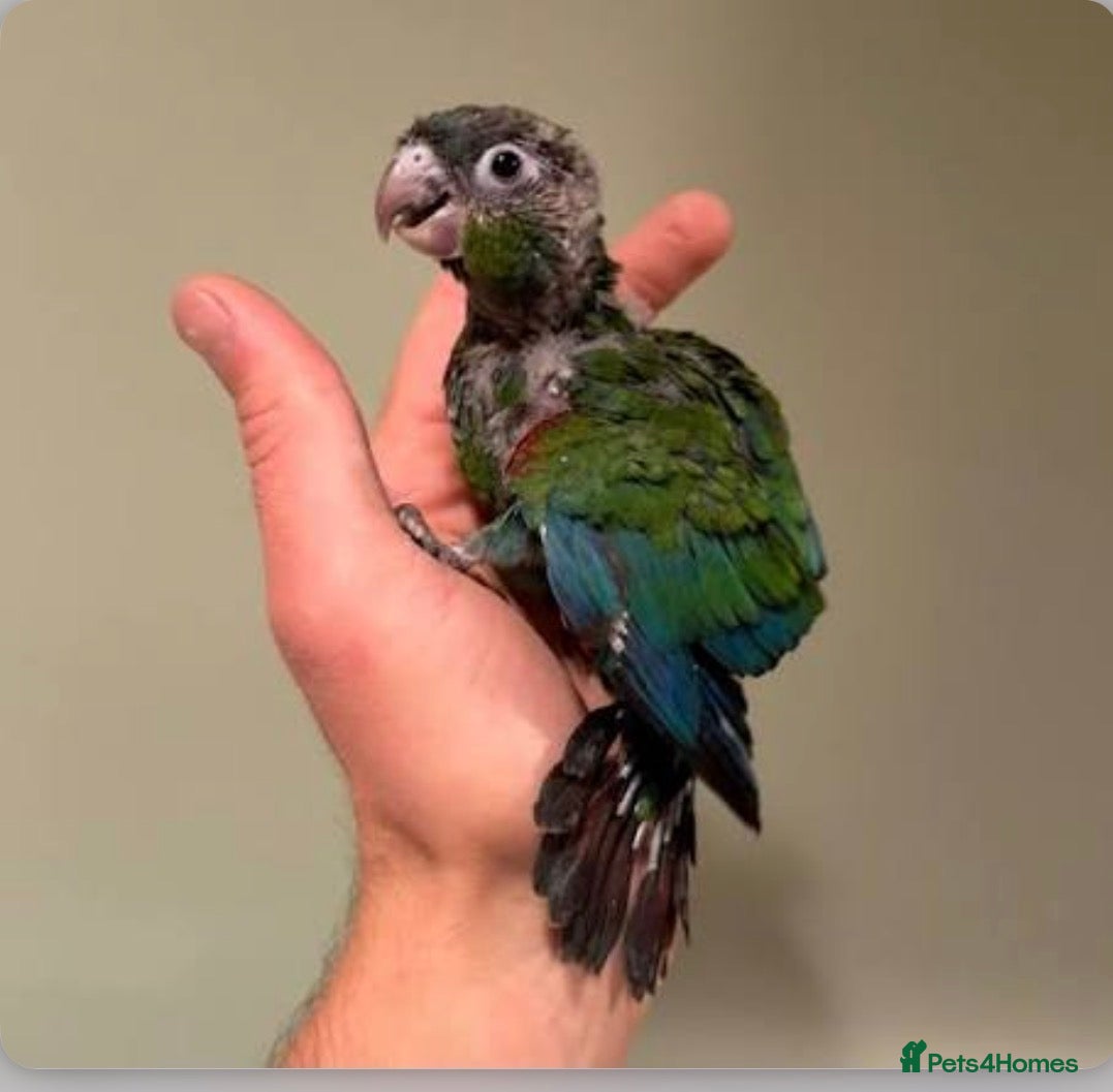 Conures birds Super Tame Baby Parrot Conures - Advert 16