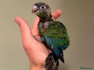 Conures birds Super Tame Baby Parrot Conures - Advert 16