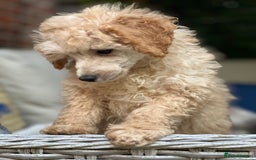 Toy Poodle dogs for sale: Singleton hand reared toy poodle !  - Image 7