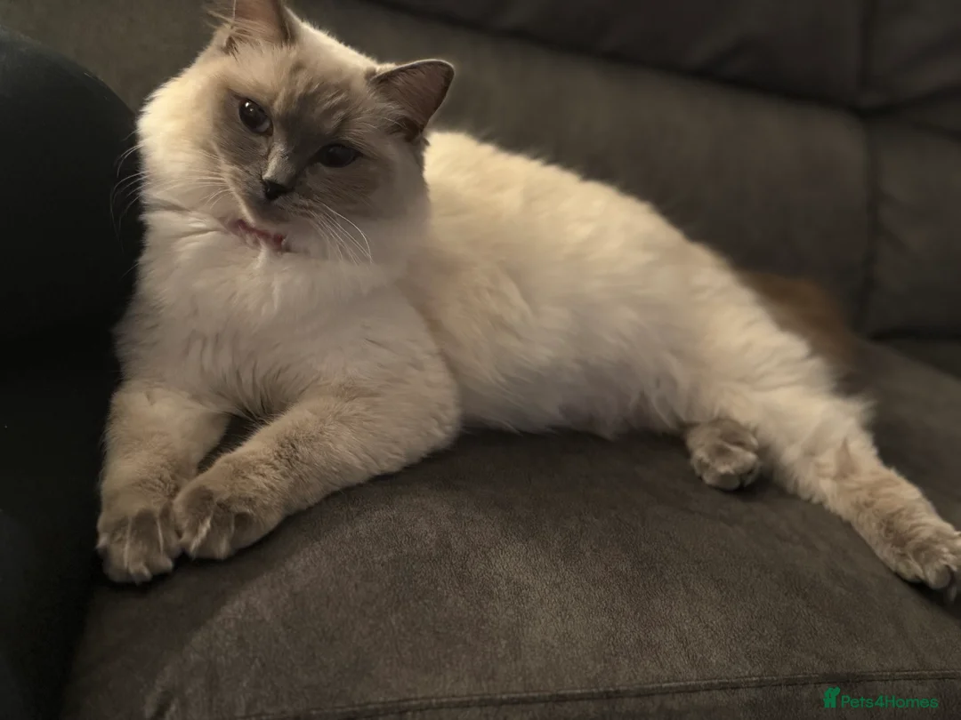 Ragdoll cats for sale: Ragdoll- full pedigree registered  - Advert 1