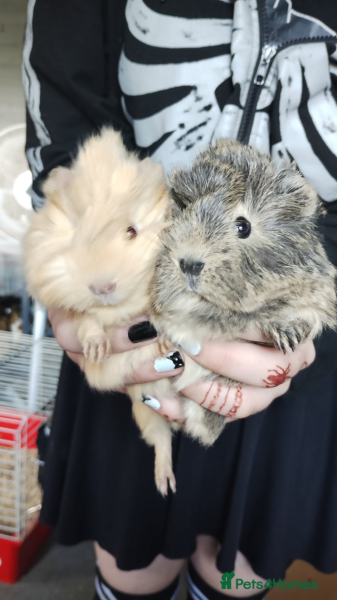 Gallery Image {{count}}