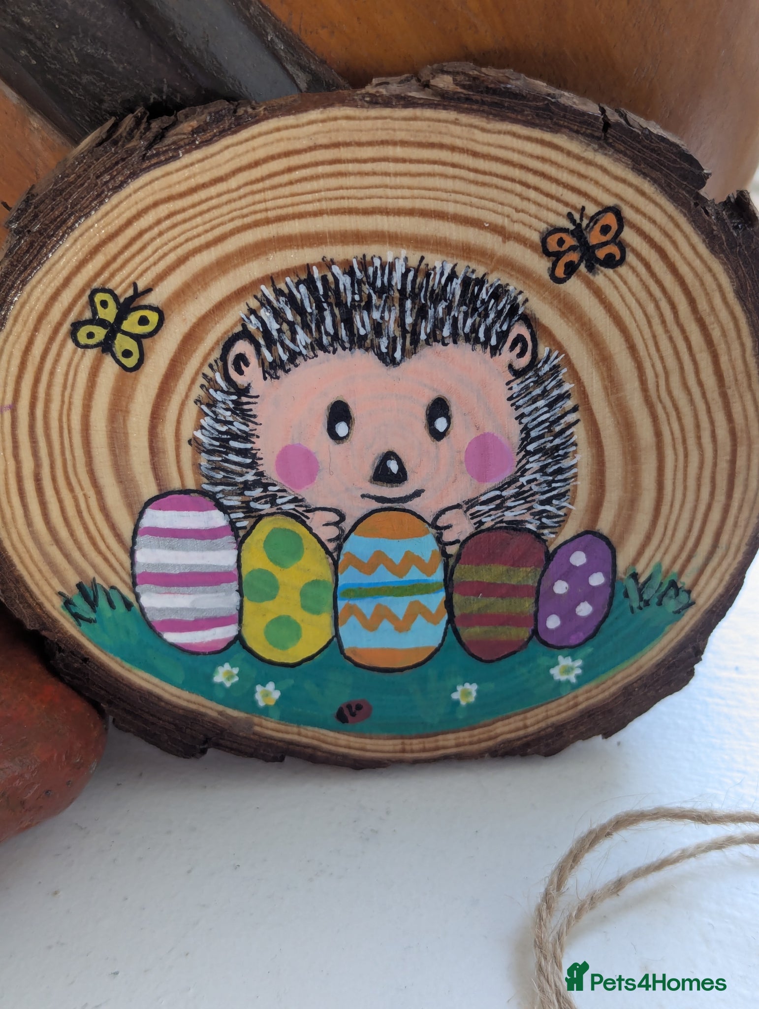 Pygmy Hedgehog rodents Beautiful Baby Hoglets Ready Now/Reserve  - Advert 1