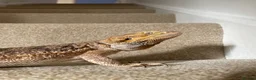 Bearded Dragon reptiles for sale: Female bearded dragon in Hengoed - Advert 2