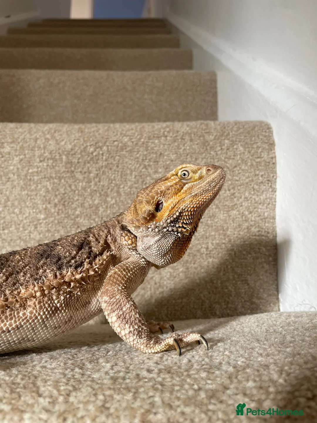 Bearded Dragon reptiles for sale: Female bearded dragon in Hengoed - Advert 2