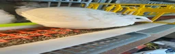 Quail poultry for sale: Any ages English White, Estonian breeds of quails  - Advert 3