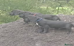 Sprocker dogs for sale: 8 gorgeous Sprocker puppies  - Image 1