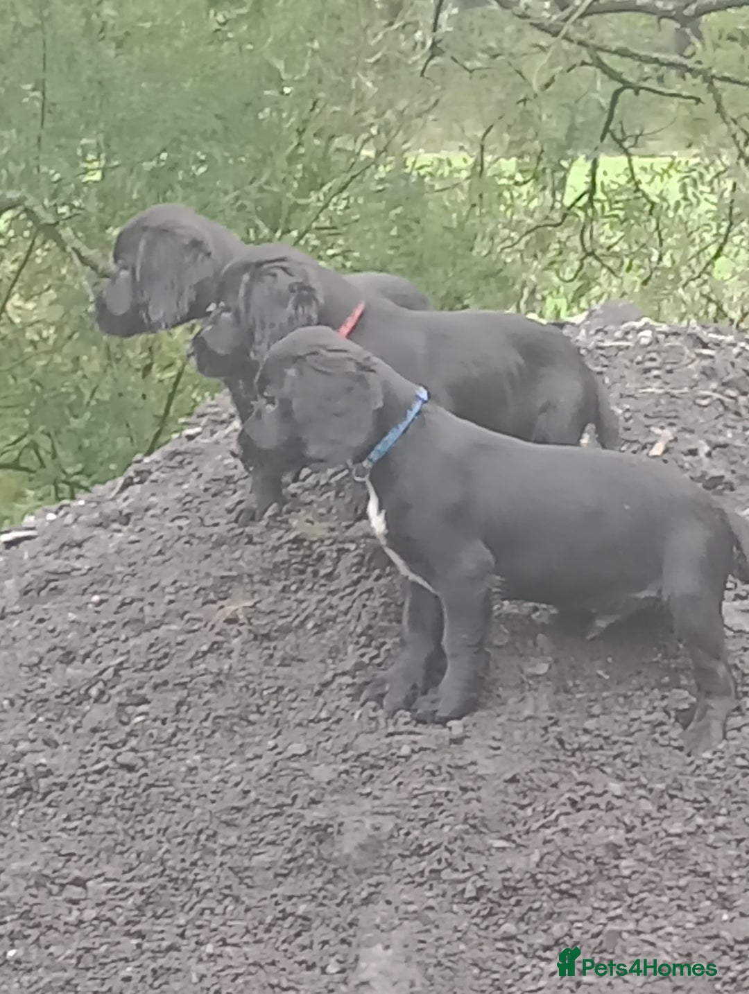 Sprocker dogs for sale: 8 gorgeous Sprocker puppies  - Image 1