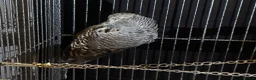 Budgerigars birds for sale: Exhibition budgies  - Advert 4