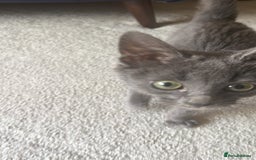 Ragdoll cats for sale: Beautiful Russian Blue Kitten  - Image 6