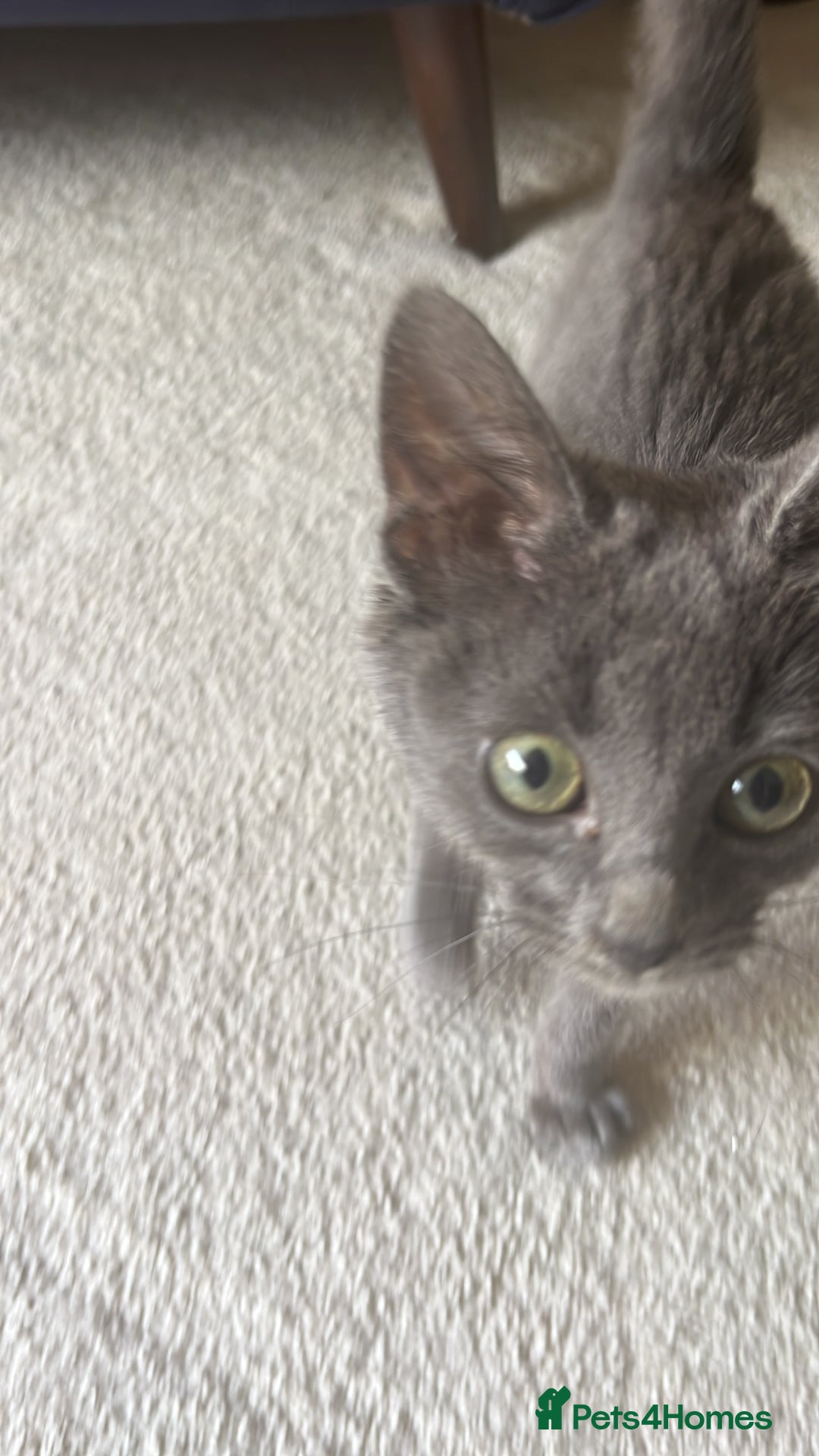 Ragdoll cats for sale: Beautiful Russian Blue Kitten  - Image 6