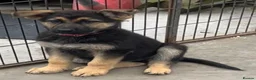 German Shepherd dogs for sale: German shepherd pups - Advert 8