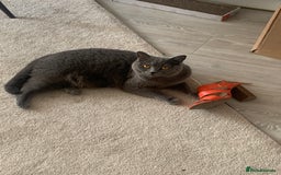 British Shorthair cats for sale: A loving and very affectionate 6 year old BSH boy - Image 13