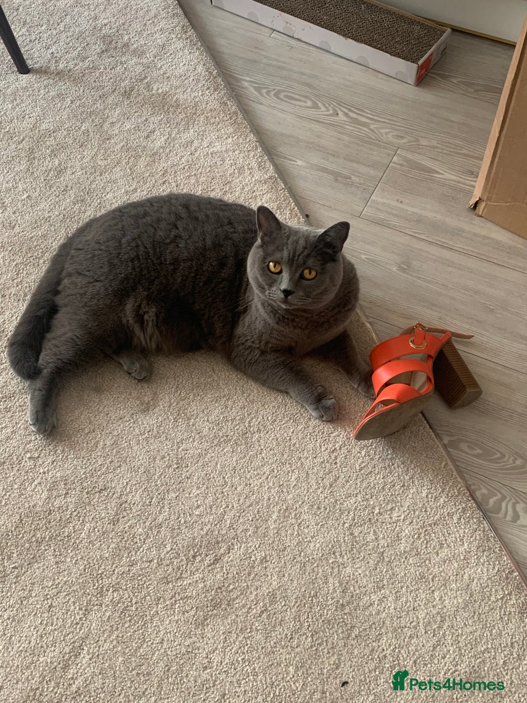 British Shorthair cats for sale: A loving and very affectionate 6 year old BSH boy - Image 13