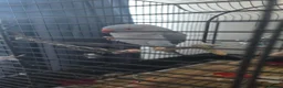 Ringnecks birds for sale: Blue ring neck  in Aylesbury - Advert 2