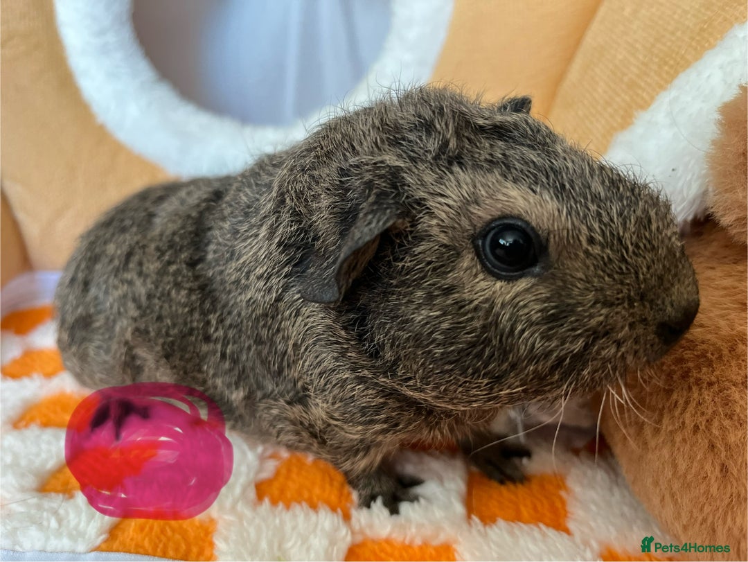 Guinea Pig rodents for sale: Female & Male Baby Guinea Pigs - Advert 2