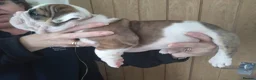 English Bulldog dogs for sale: STUNNING PUPS FROM HEALTH TESTED PARENTS - Advert 10