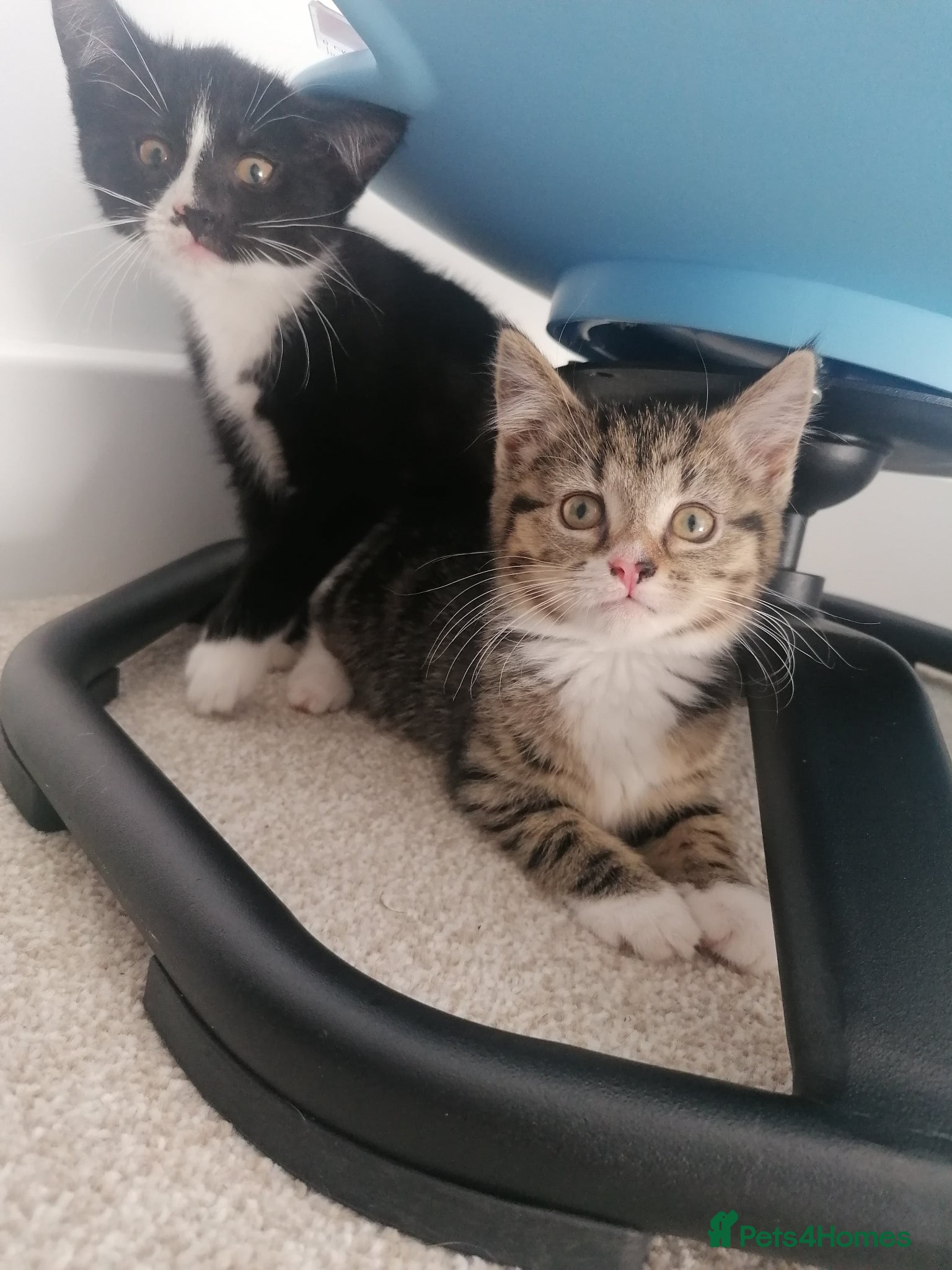 Mixed Breed cats 2 beautiful kittens ready now - Advert 1